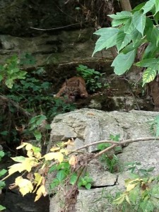Young Bobcat by River